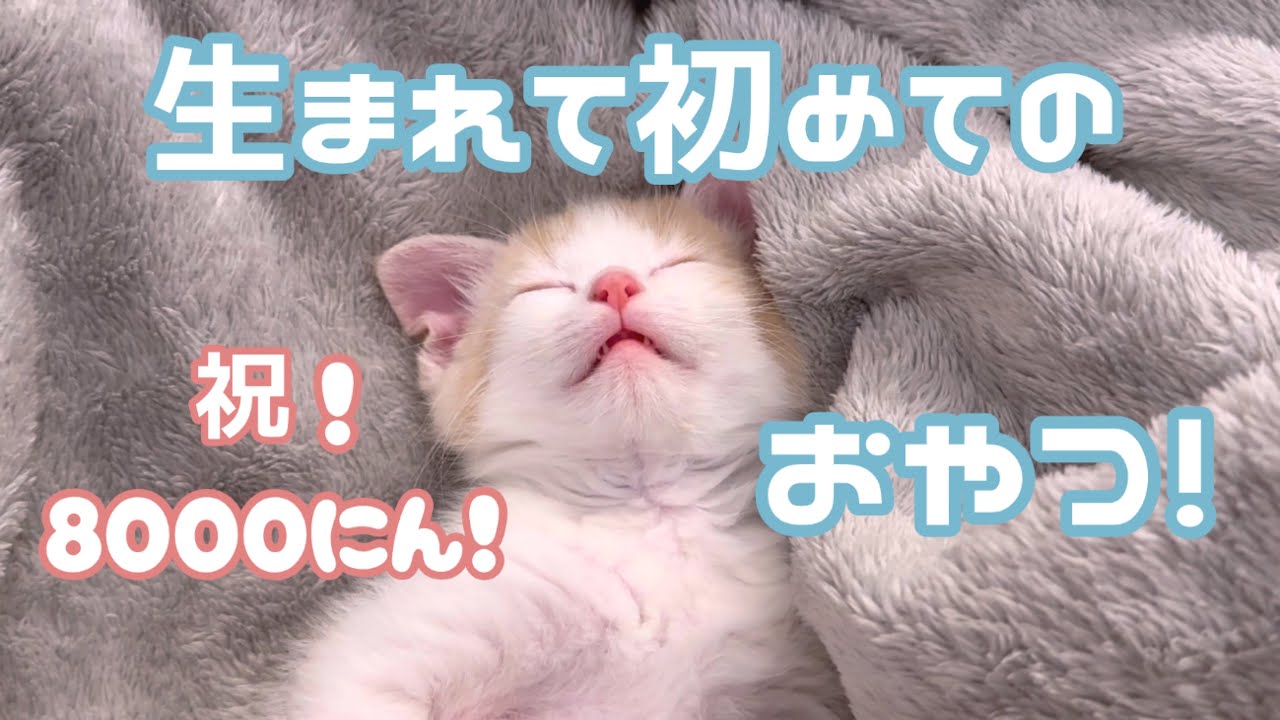 ミルクと離乳食しか食べた事のない子猫が初めてのオヤツ…！