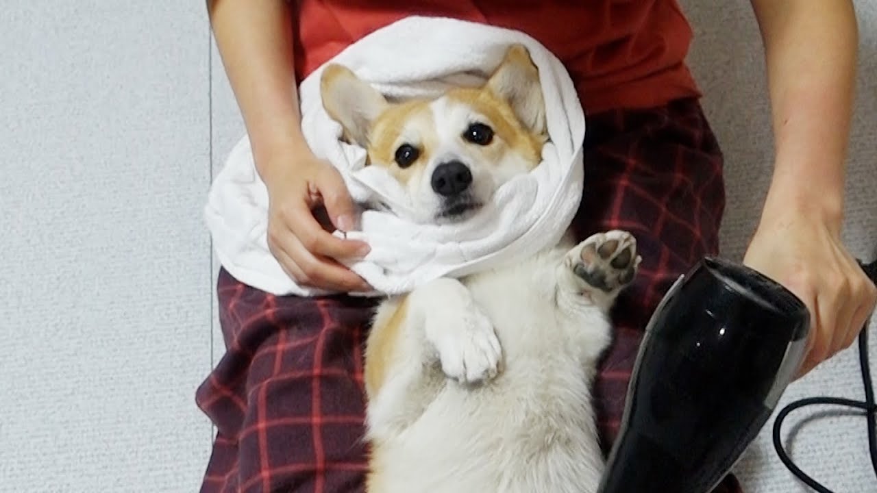 사고쳐서 목욕 하는데 귀여워서 화를 못내겠어요