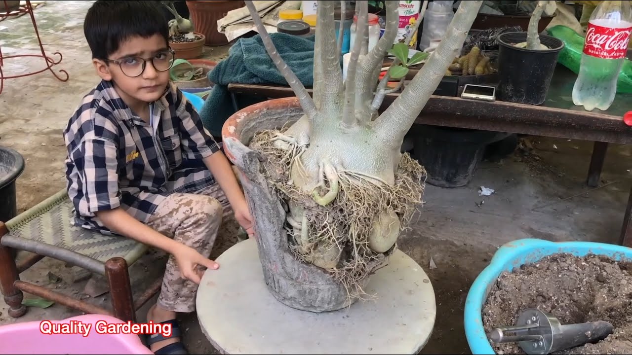 Repotting Adenium Arabicum Huge Plant  | Defoliation | Replacement of Media | Roots Selection