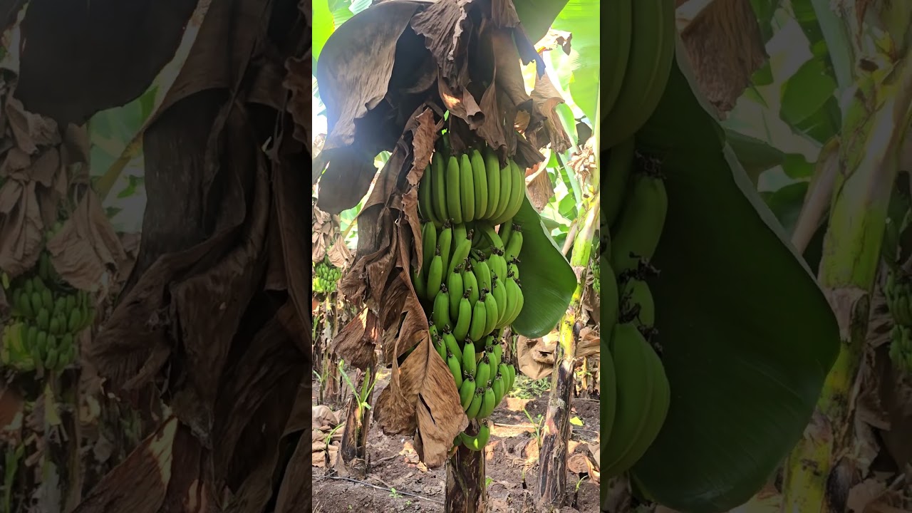 केळीचा माल गोल, वजनी, अणि कलर change करण्या साठी नेमके काय use करायचे....tya baddal थोडक्यात माहिती