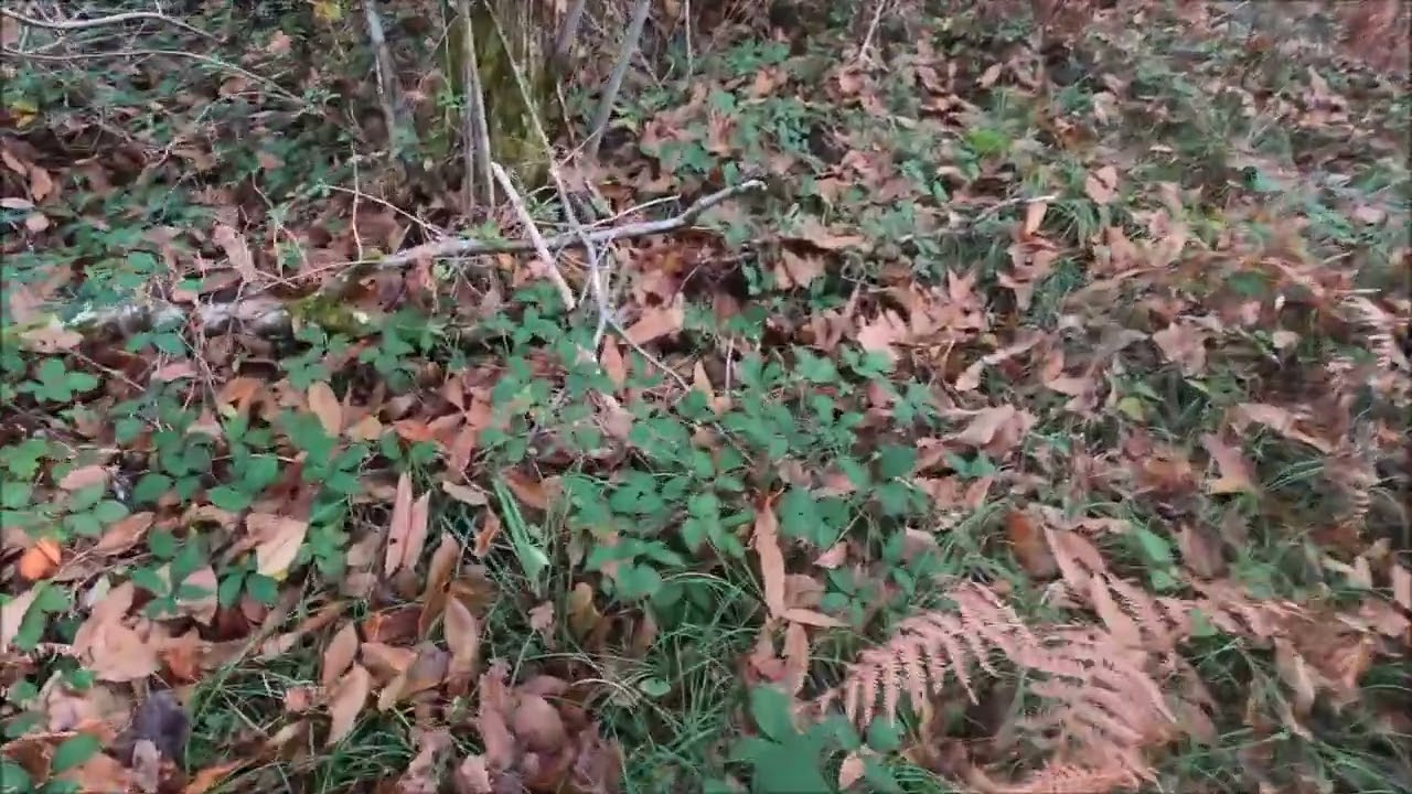 Chasse a la bécasse  en charente 2024/2025 avec ianis du laurier vert