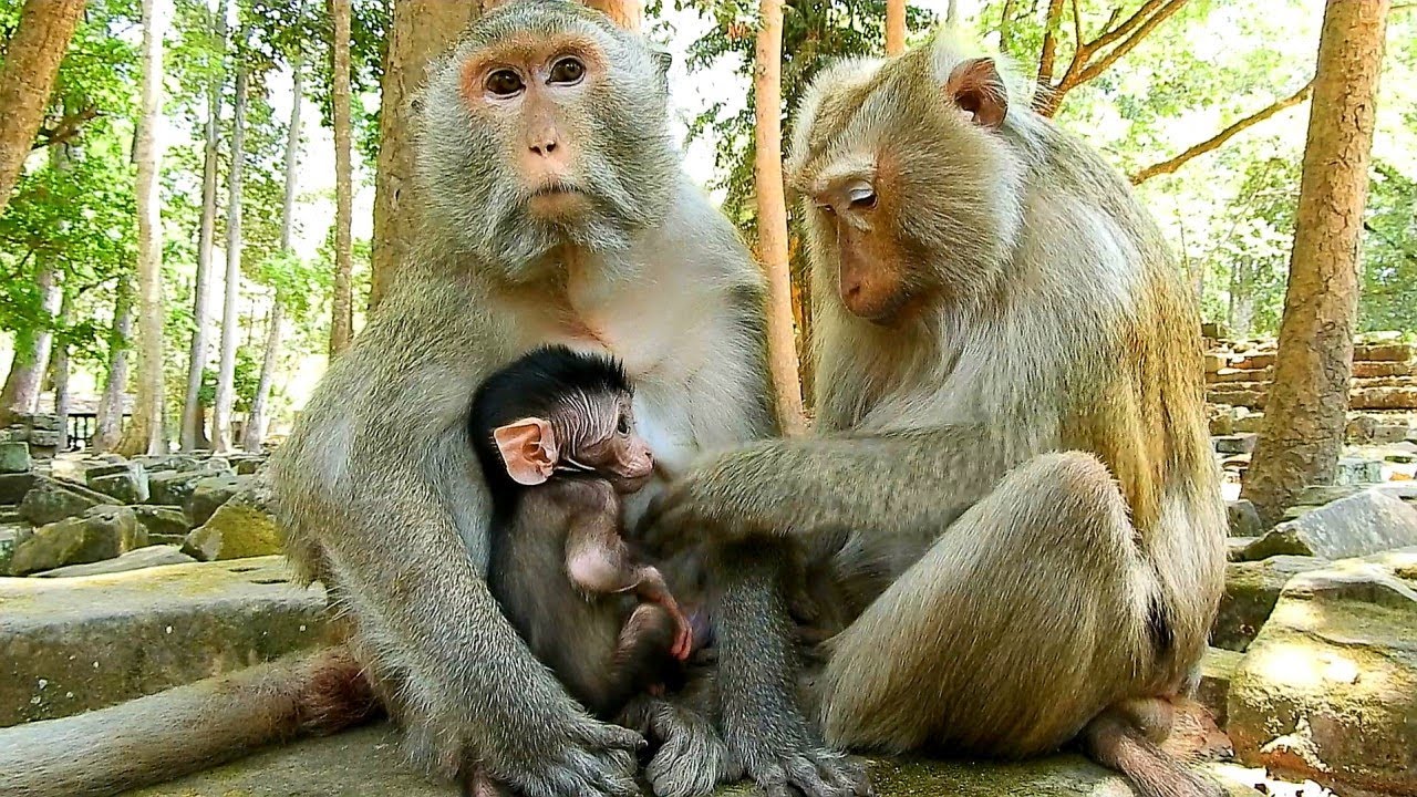 New Born Baby Monkey Gabriel Looking Face Grandma Teraza By Smooth
