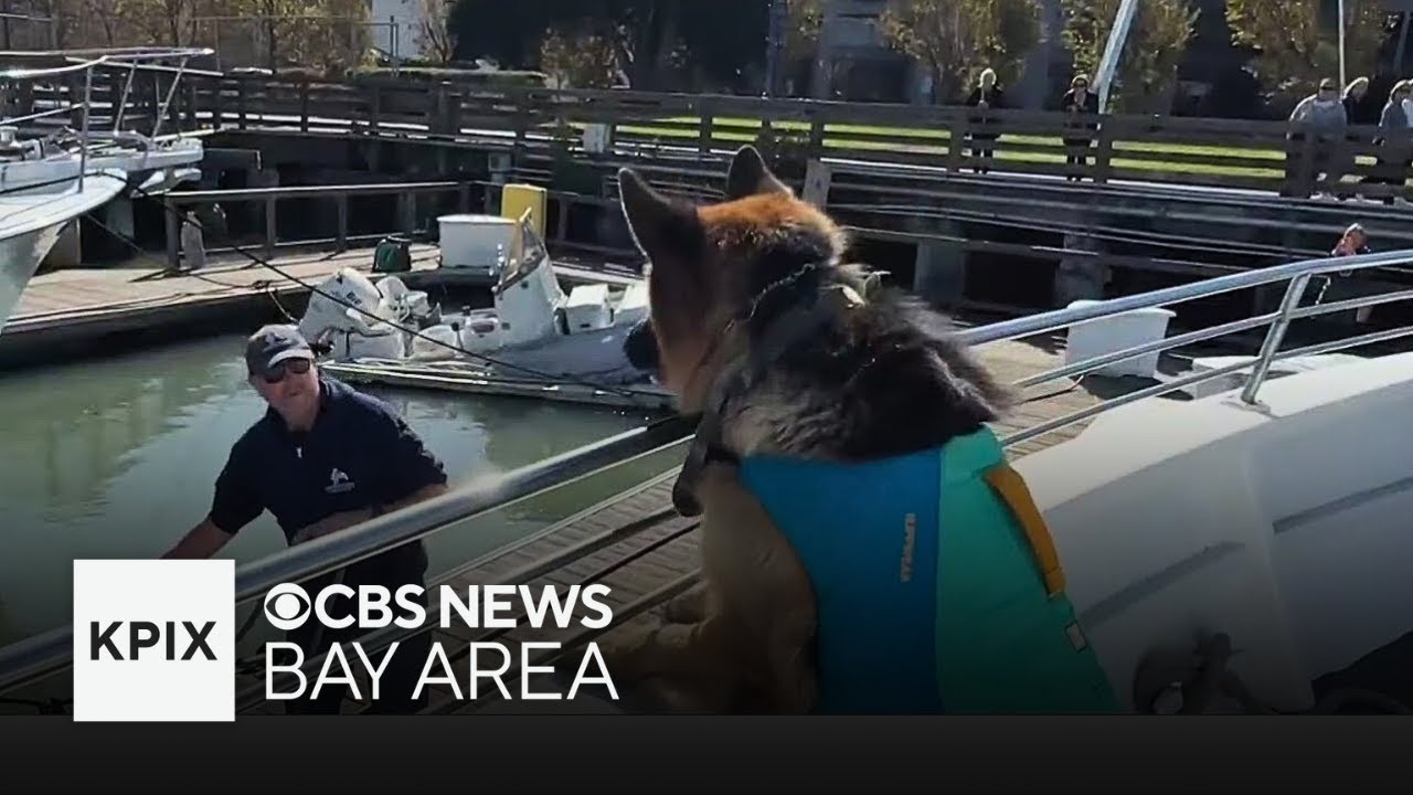 SF whale-watching business credits dog with bring more customers