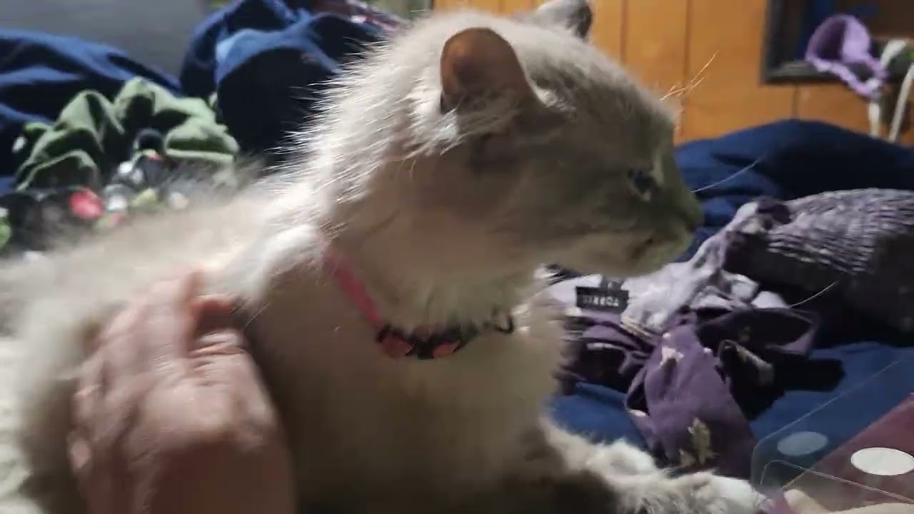 Lovely, the Most Affectionate Girlkitty I've Ever Met! 