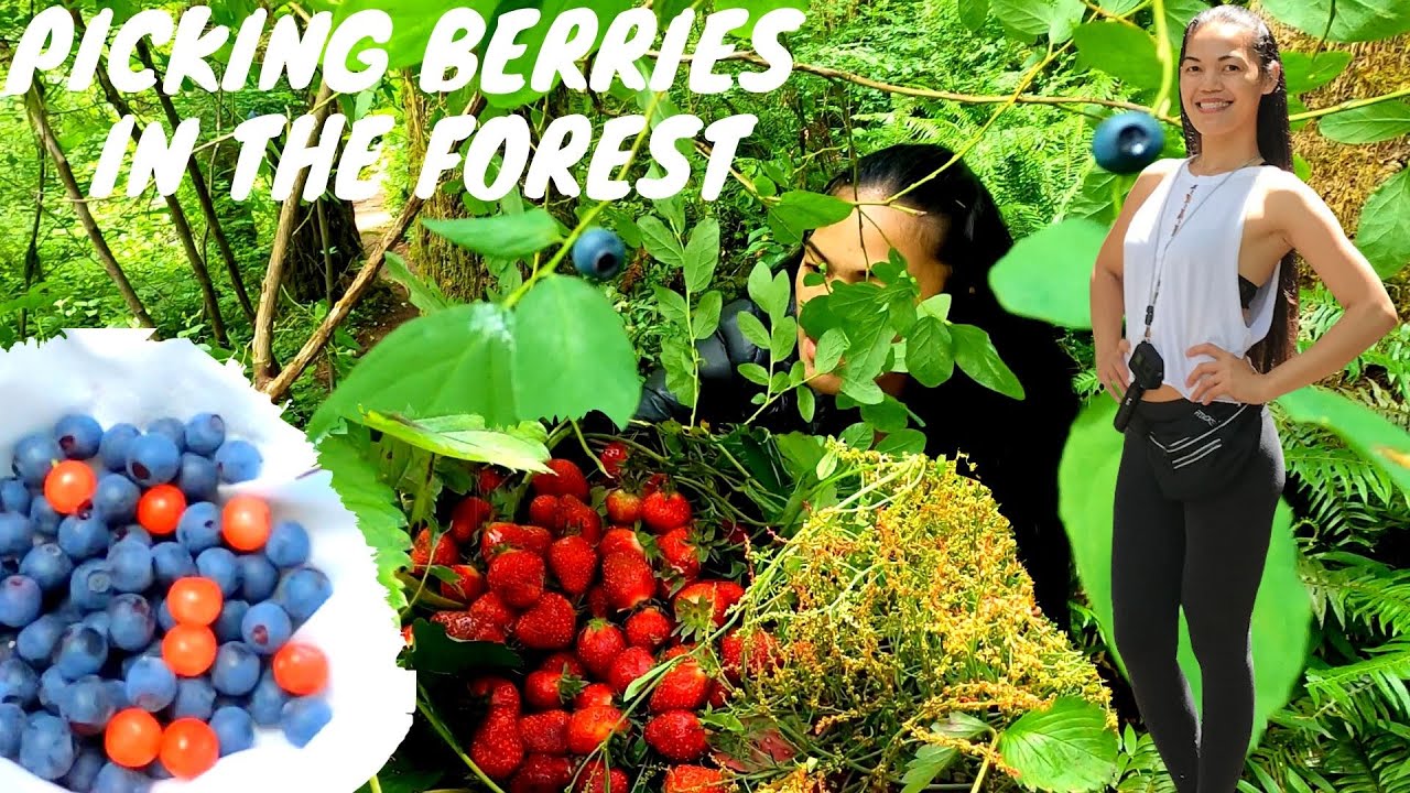 PICKING BERRIES IN THE FOREST AND FARM - WASHINGTON USA