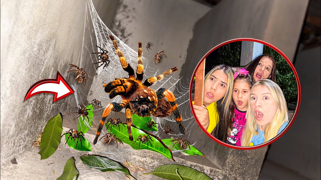 OS FILHOTES DA ARANHA GIGANTE NASCERAM E EU GRAVEI TUDO!! 
