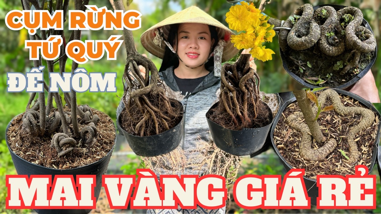 17-03 KIỀU XUÂN Giao Lưu Mai Vàng Giá Rẻ, Mai Tứ Quý Quấn Rễ Quá Đẹp, Mai Cụm Rừng • THÀNH TRỌNG LÊ
