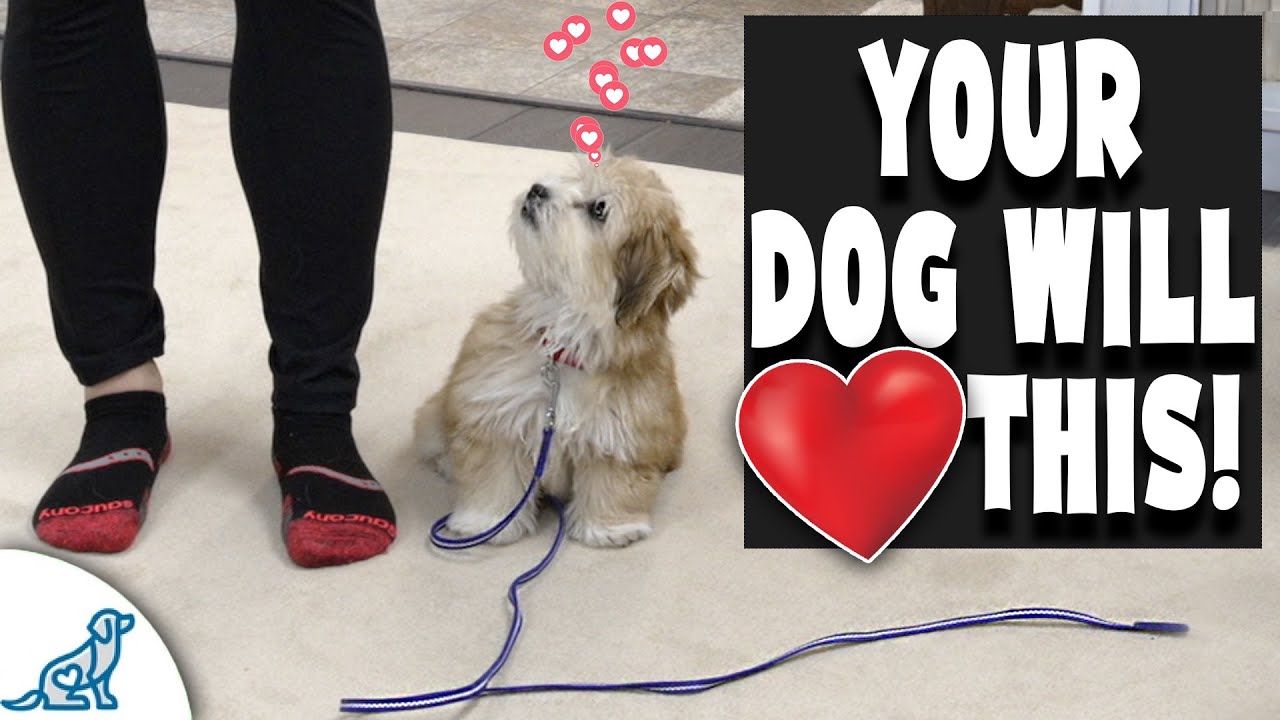 Small Breed Dog Training Doesn't Have To Hurt!