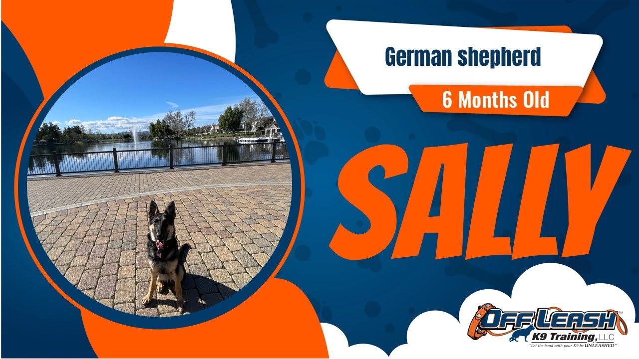 🐶🦮Off leash Dog Training / Obedience Training 🦮🐶
