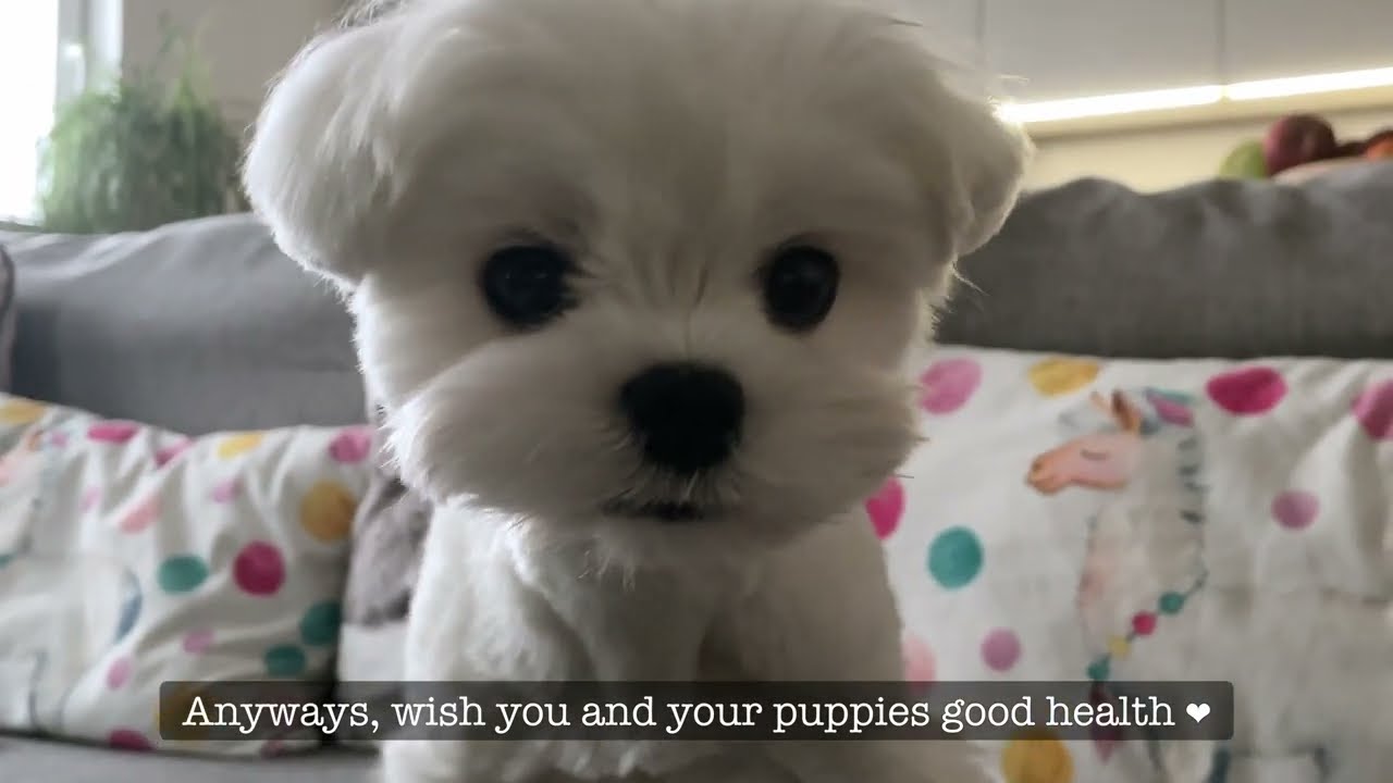 MY PUPPY WAS SICK - HOW DID WE TAKE CARE OF HIM? ❤️