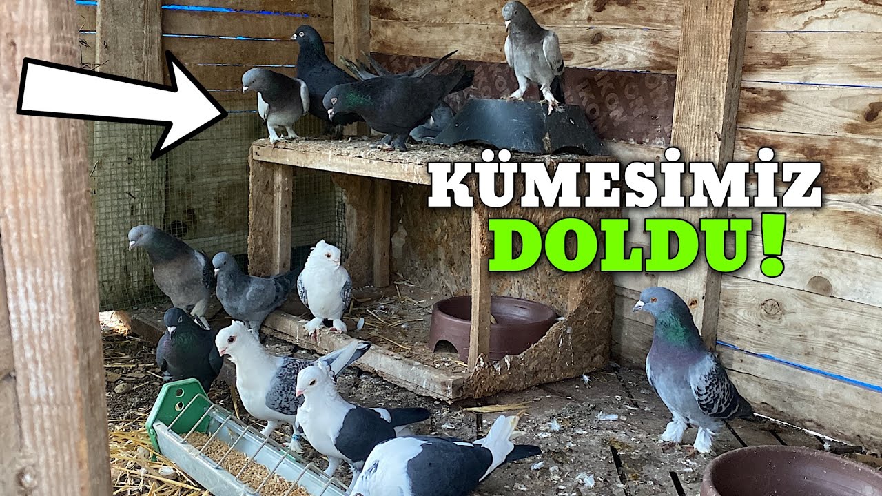 Taklacı Güvercinlerimiz Geldi Kümes Harika Oldu!