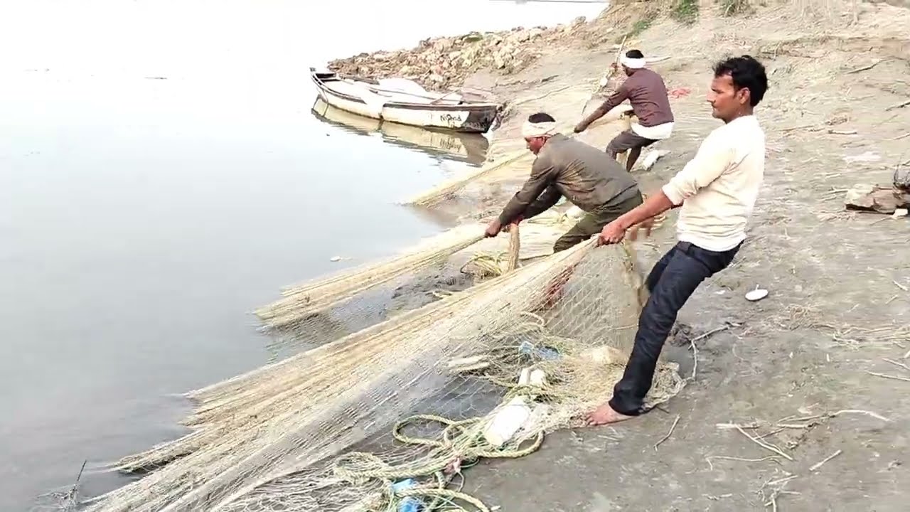 गंगा नदी में हम जाल खींचकर कितनी आसानी से पकड़ते हैं बड़ी मछलियां देखो #fishing #fishingvideo 