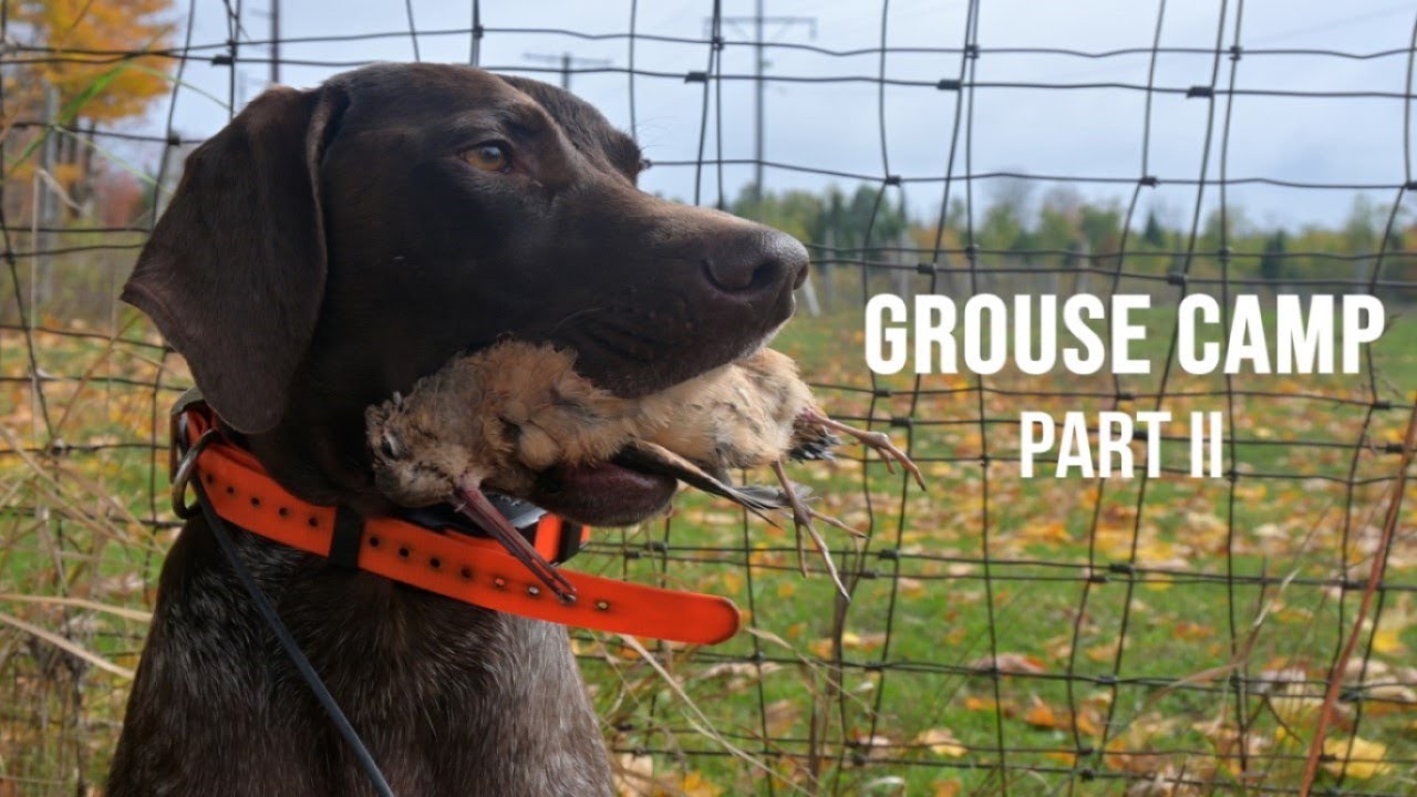 Grouse Camp: Part II