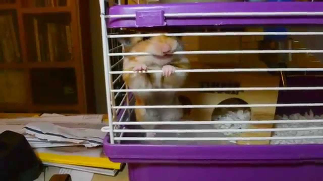 Choco (Hamster) biting her cage 2013 Apr. 23