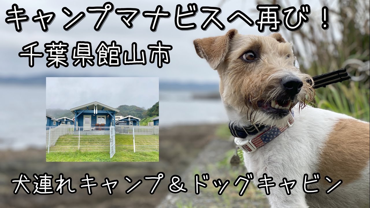 ドックキャビンのある千葉県館山市キャンプマナビスへ　犬連れキャンプ＆ドッグキャビン
