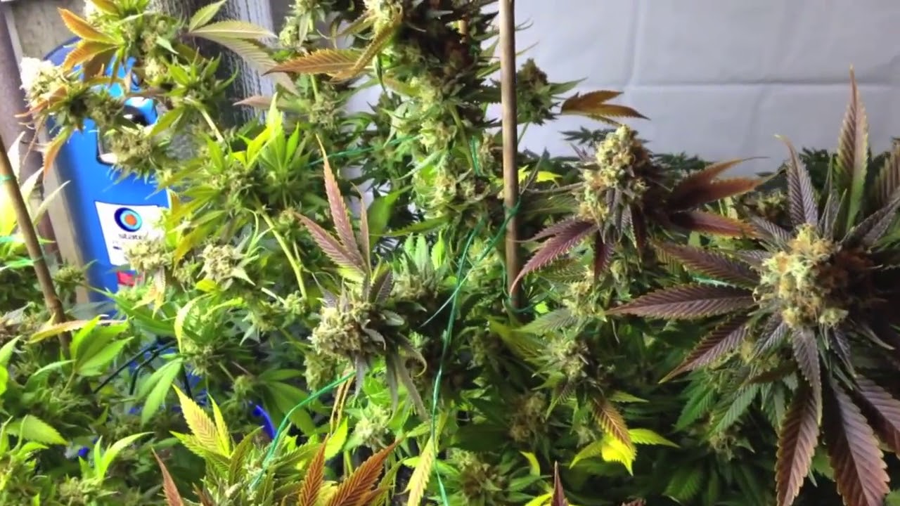 DINAFEM OG Kush Indoor Grow 2018