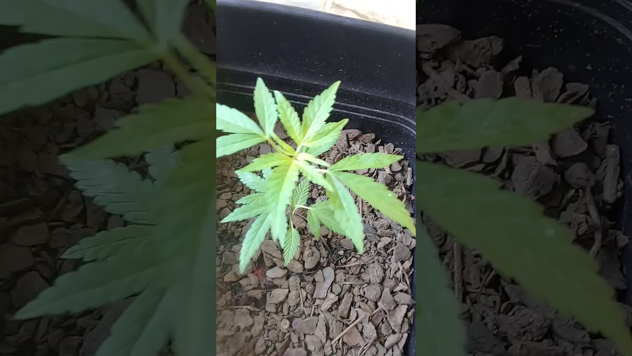 Cannabis com 40 dias