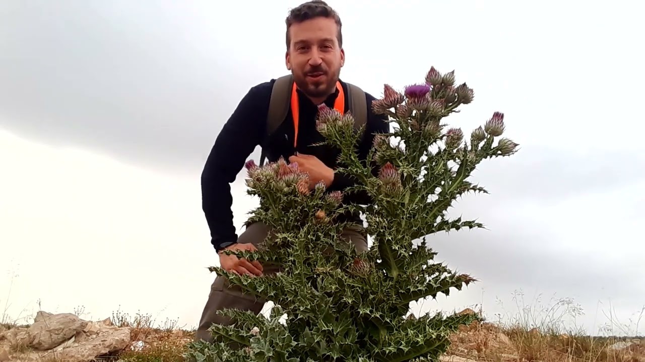 El cardo borriquero | Plantas medicinales del sur