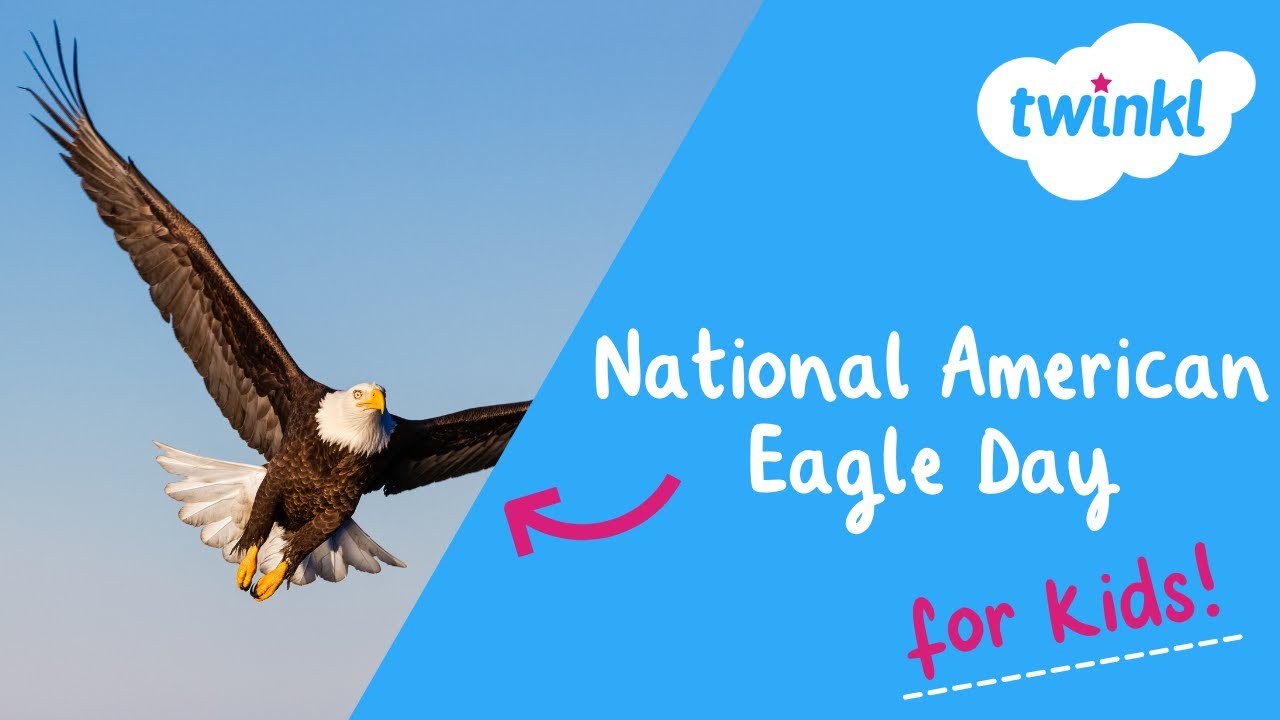 🦅 National American Eagle Day for Kids | 20 June | Why the Bald Eagle? | Twinkl USA