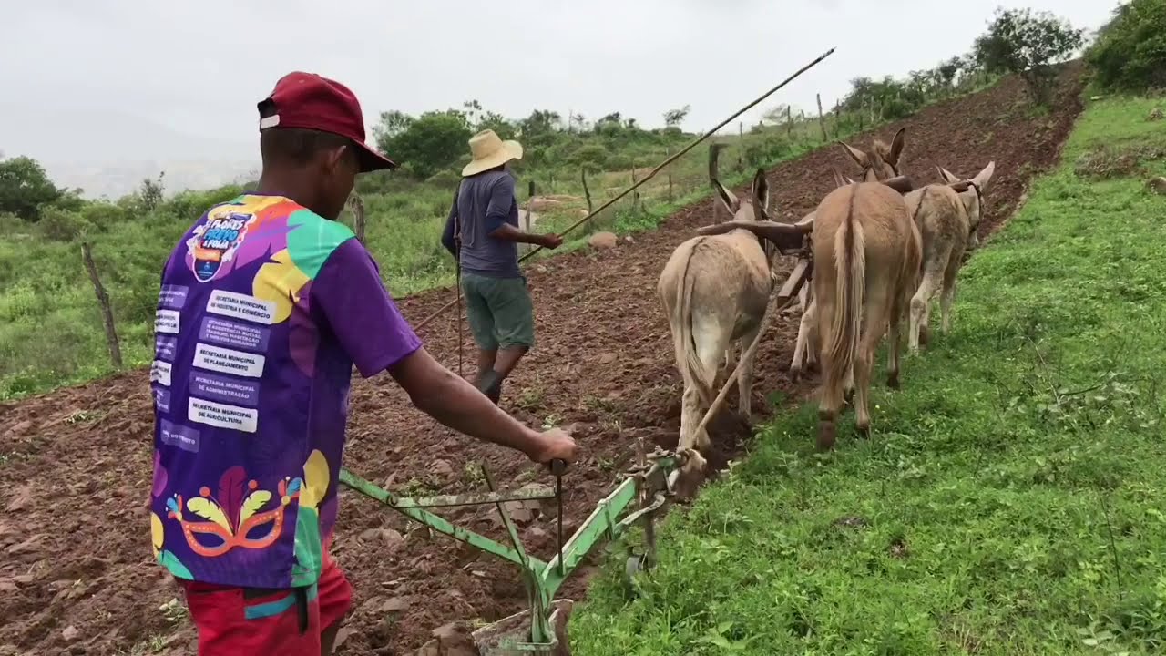 Zé do Jegue Arando Terra  28 04 2020 #nordeste