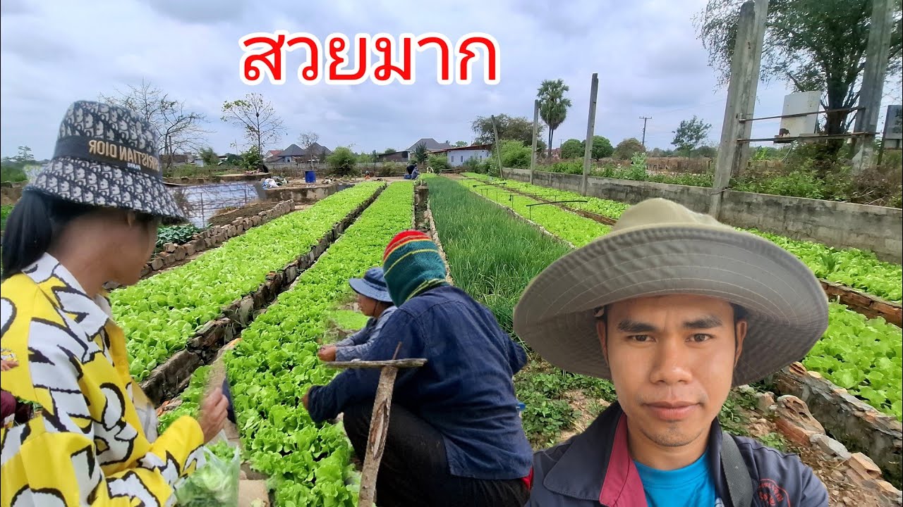 บ่าวเอื้อมาเอาผักอยู่ในเมืองสวนสวยๆมาก 