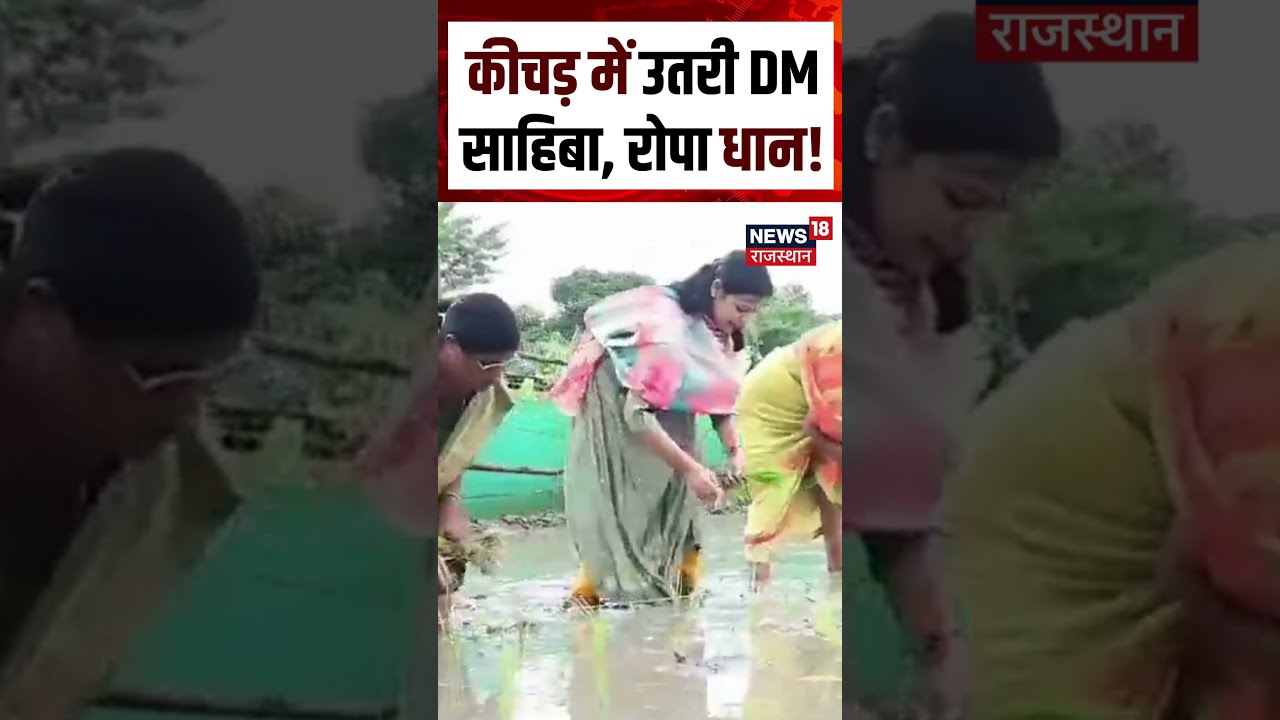 Bihar DM Viral Video : कीचड़ में उतरी DM साहिबा, रोपा धान! Shorts| N18S | Bihar Viral Video|Yt Viral