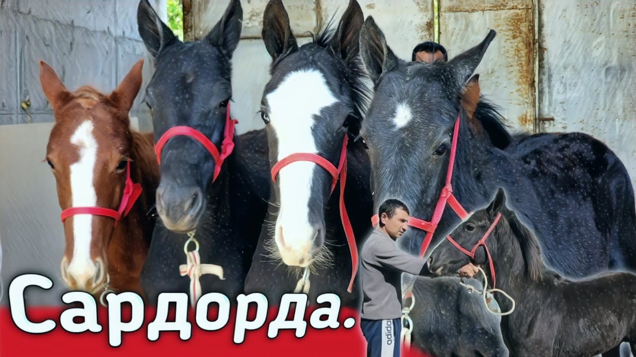 QULUN TOYLAR KELDI SARDORDA TOYLAR SOTILADI.(Mus Tv)(OT)