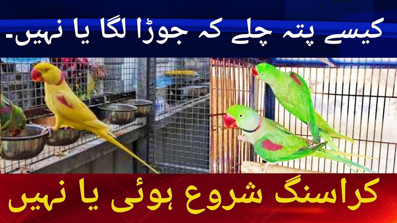 Raw Parrots RingNeck Parrots Breeding Tips. کراسنگ شروع ہوئی یا نہیں جوڑا لگا یا نہیں۔۔