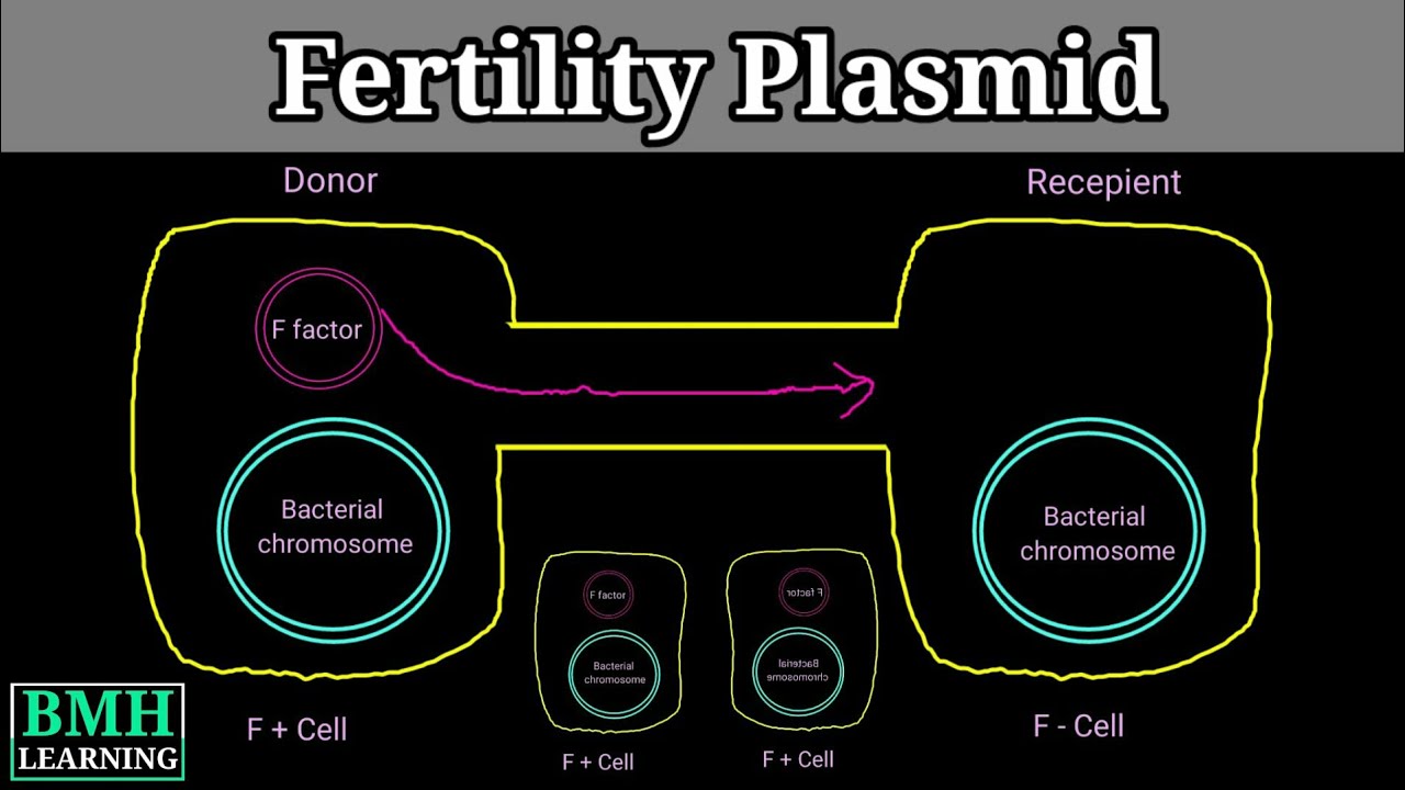 F Plasmid | Conjugative Plasmid | F Factor | Hfr | F+ F Prime |