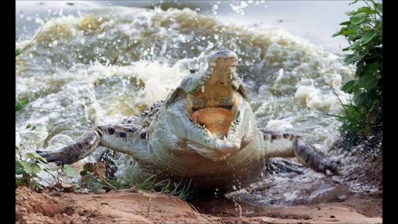 Peter Kruder - Crocodile