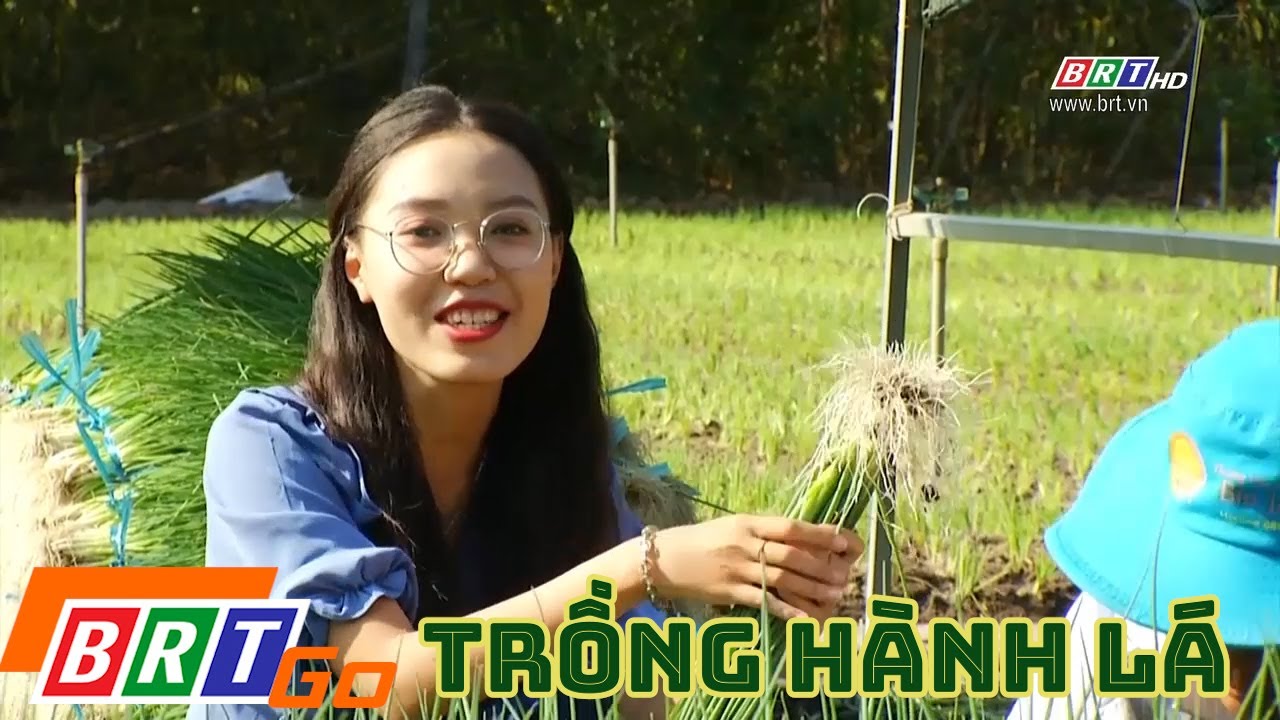 Kỹ thuật trồng hành lá
