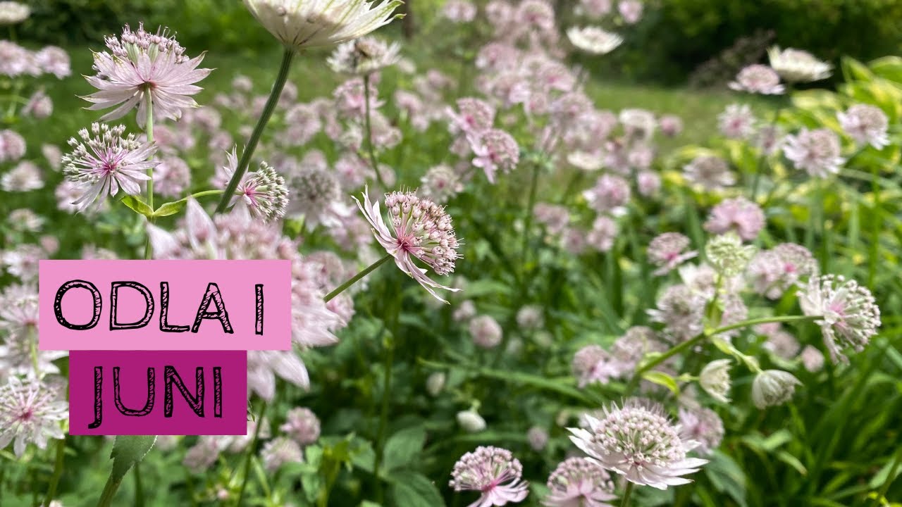 Odla i JUNI - Efter solsken kommer regn - de senaste regnskurarna har väckt trädgården till liv
