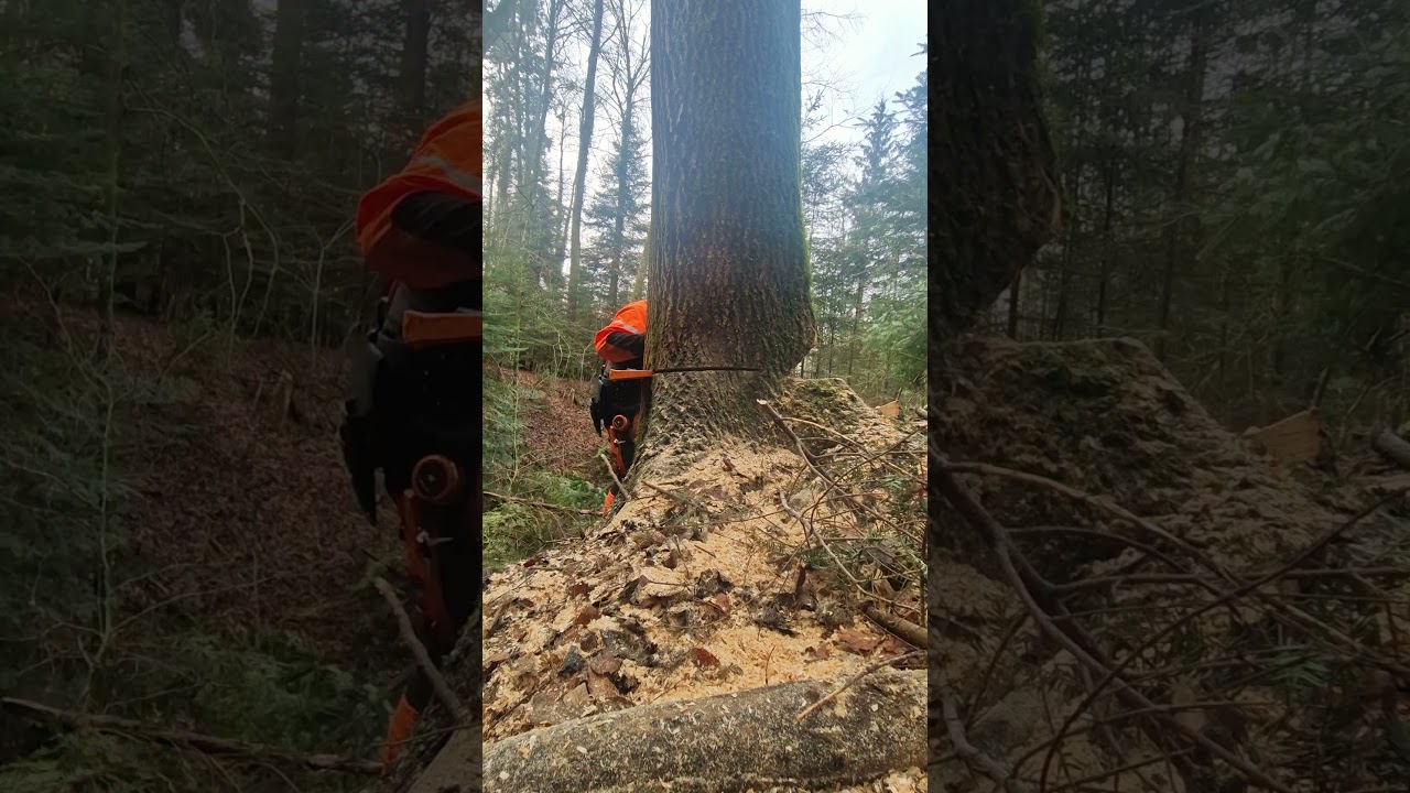 Extrem, Esche f&auml;llen mit Keilen
