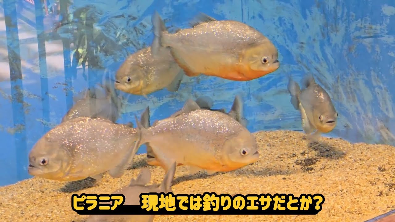 【水族館】#水族館#淡水魚水族館#道の駅#虹の森公園松野#おさかな館#愛媛県