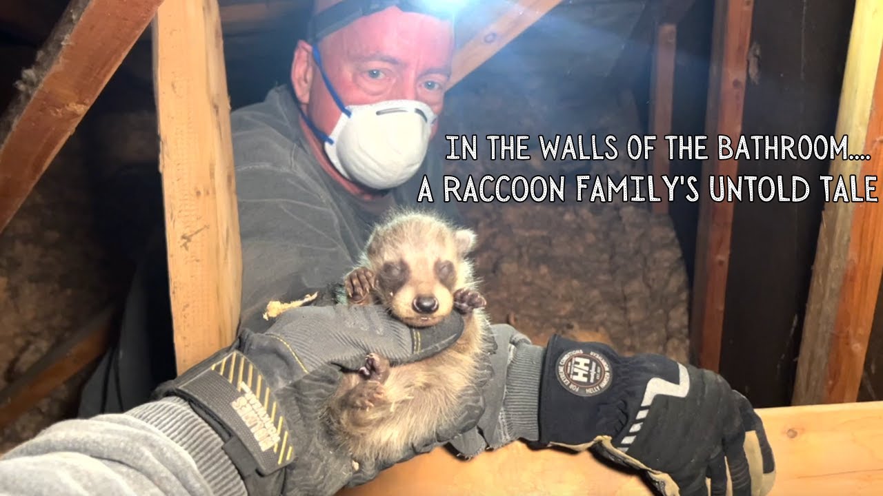 In the Walls of the Bathroom: A Raccoon Family's Untold Tale