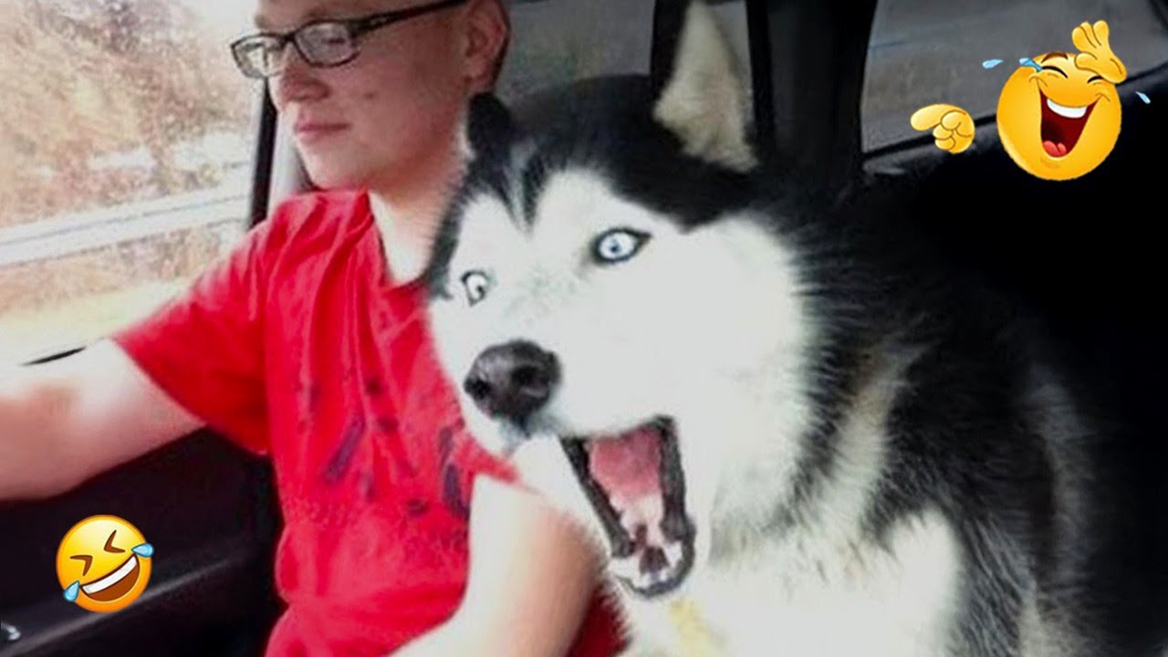 TRY NOT TO LAUGH 😂 Funniest Dog Moments Ever 2026 | Dog Comedy TV Daily #49