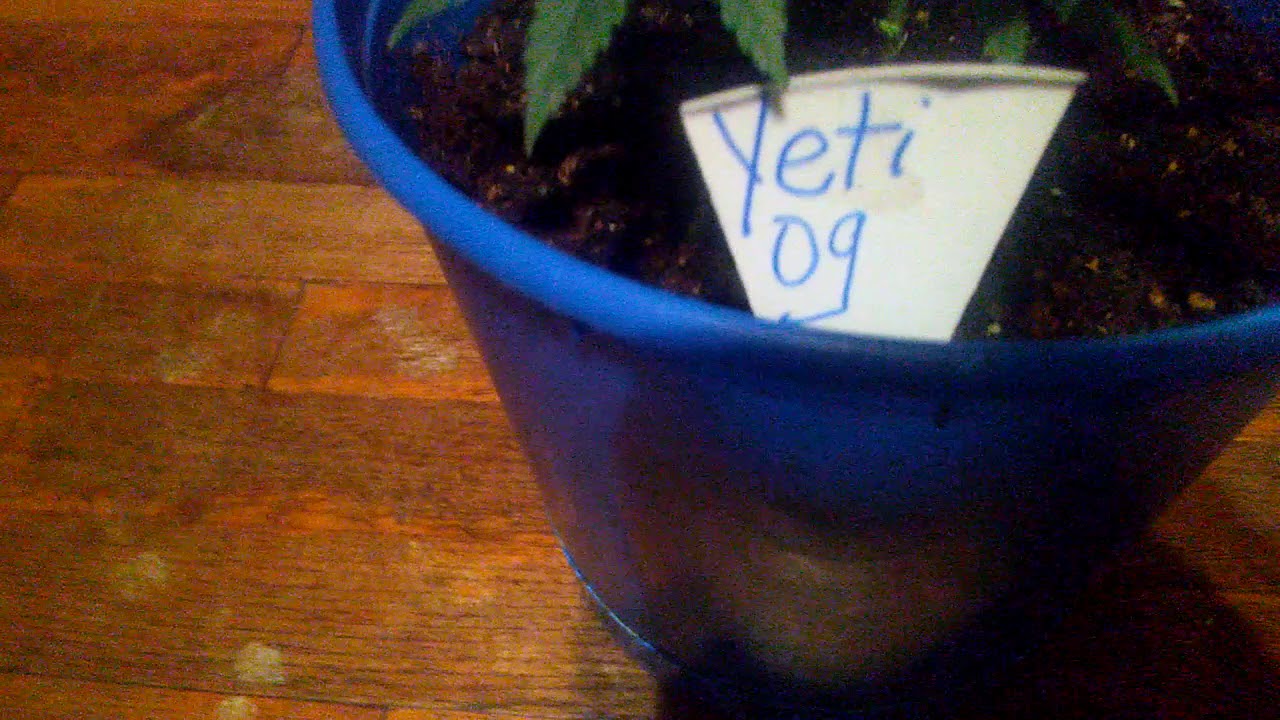 Yeti og clone