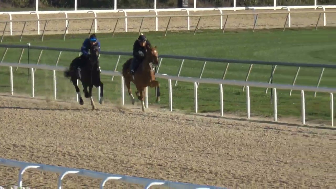 VORSTIN (Inside) ~ DARING GRACE 3/8