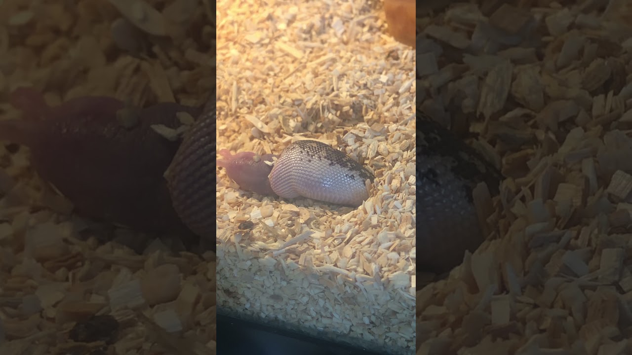 Nourrir le bébé boa des sable