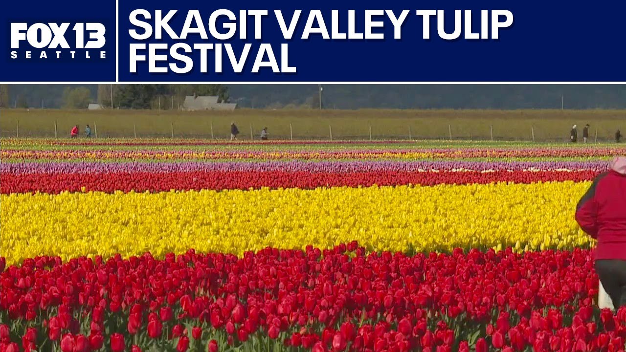 Behind the scenes at the Skagit Valley Tulip Festival | FOX 13 Seattle