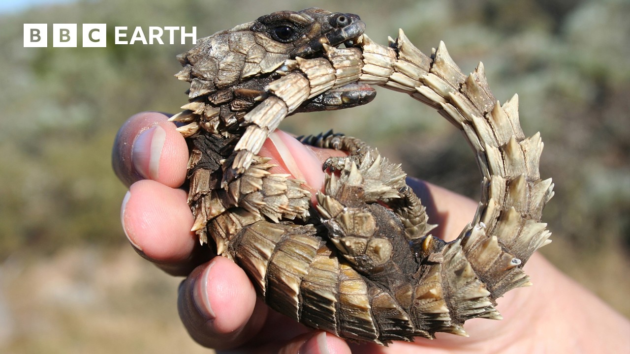 This is Why Lizards Sunbathe | Life in Cold Blood | BBC Earth