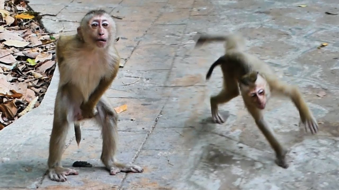 Oh, amazing! The first time I see Tinky style like this. Visit everyone. 😮💞🐒😅
