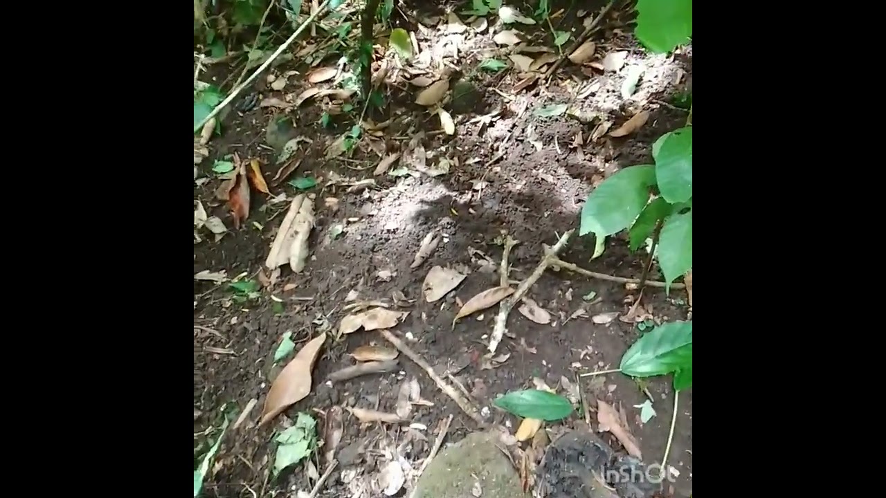Encontro inesperado com tatu em plena manhã 