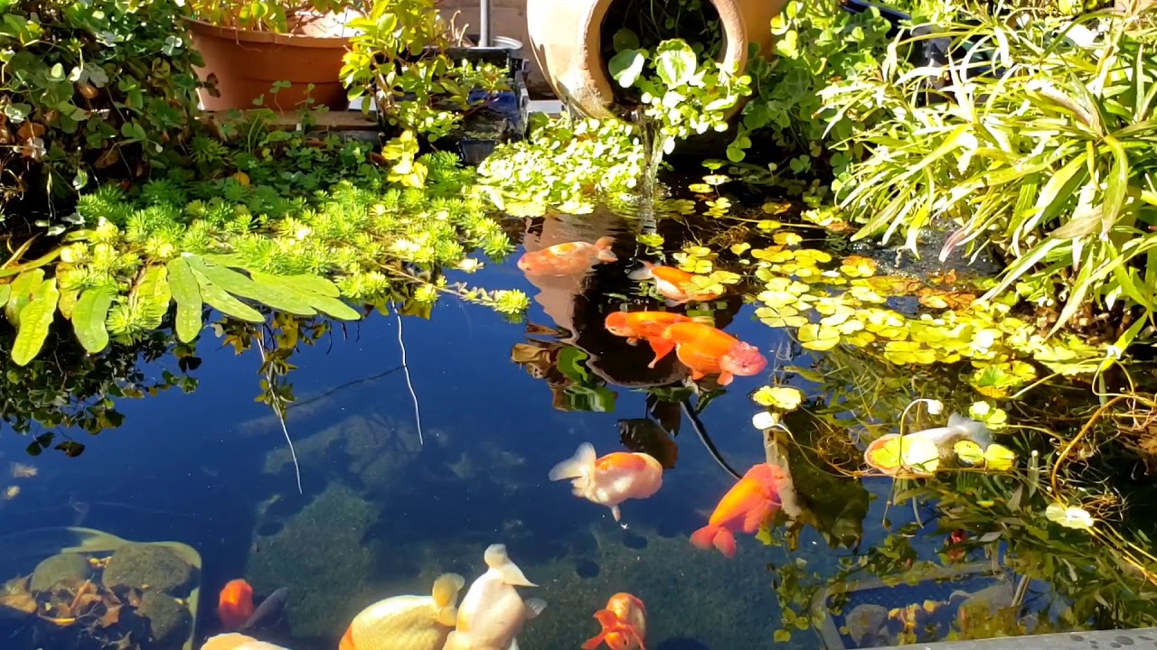 Goldfish pond, Tamasaba and Ranchu