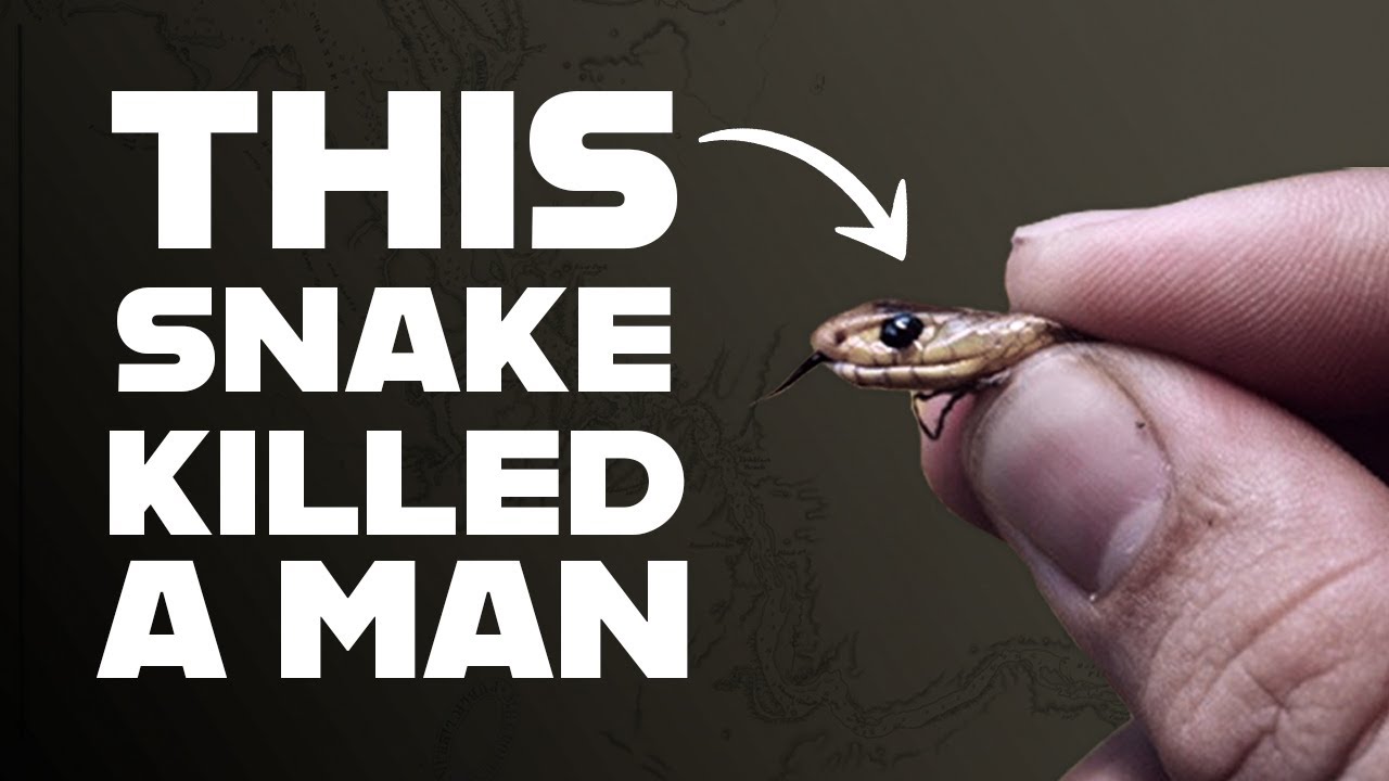 Police Called Me to Catch a Tiny Snake That Killed a Man