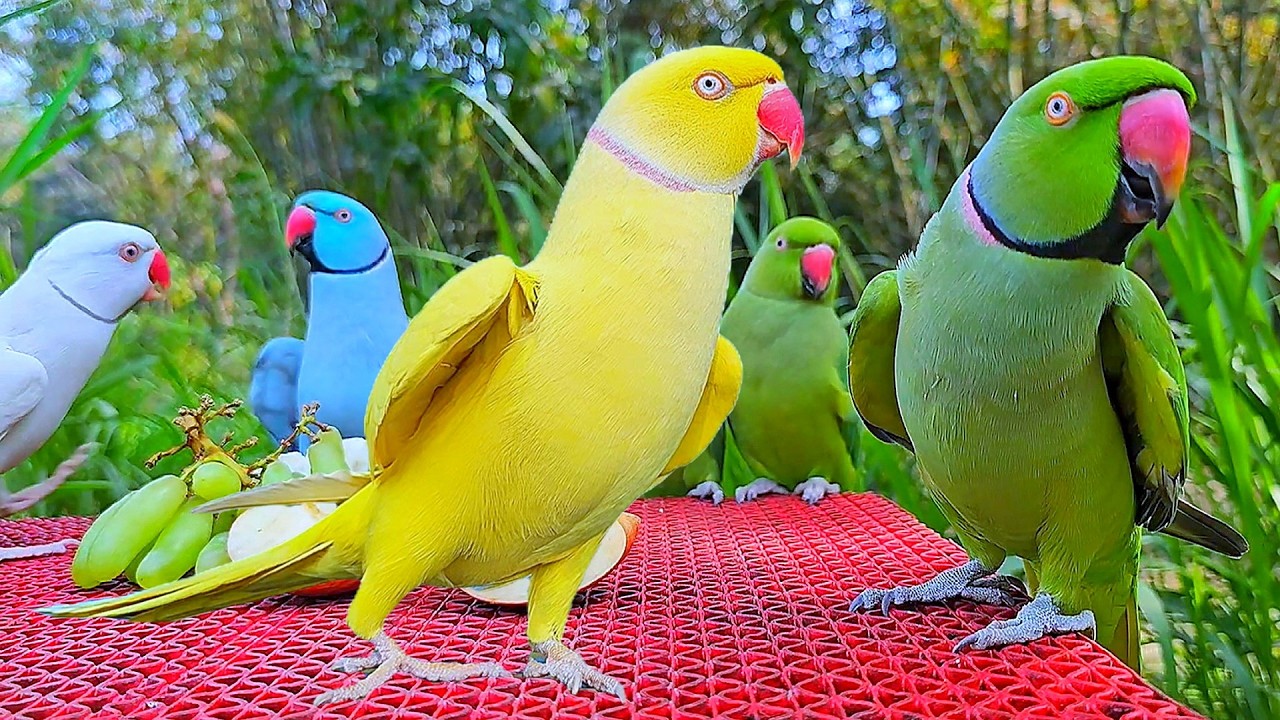 Funny Parrot Talking Video