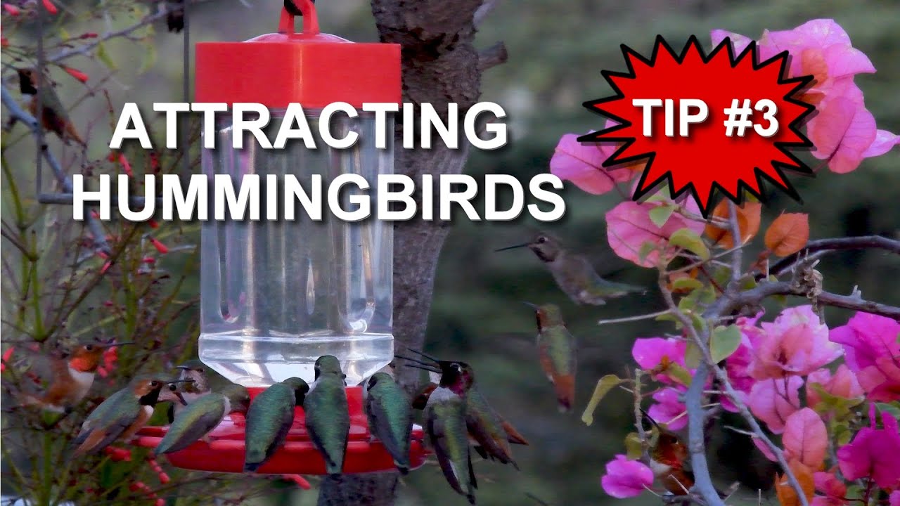 Attracting Hummingbirds with Flowers - TIP #3