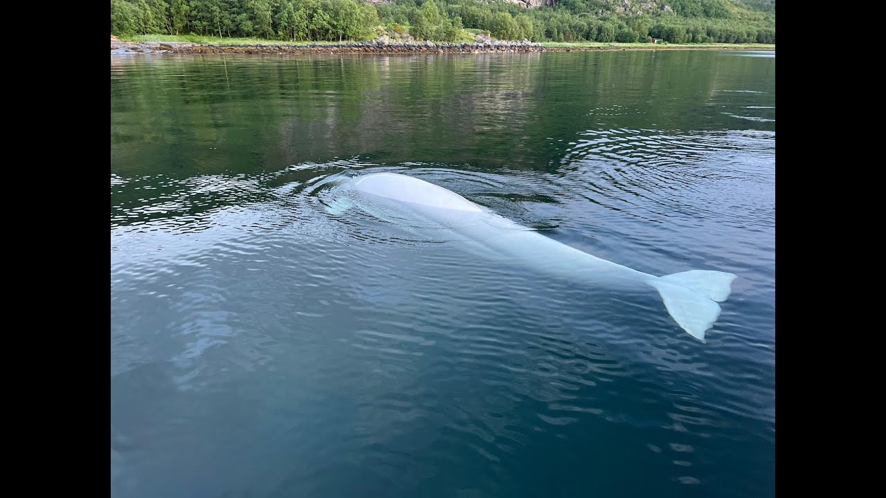 FAQ's from OneWhale President Rich German| OneWhale.org - S1. E4