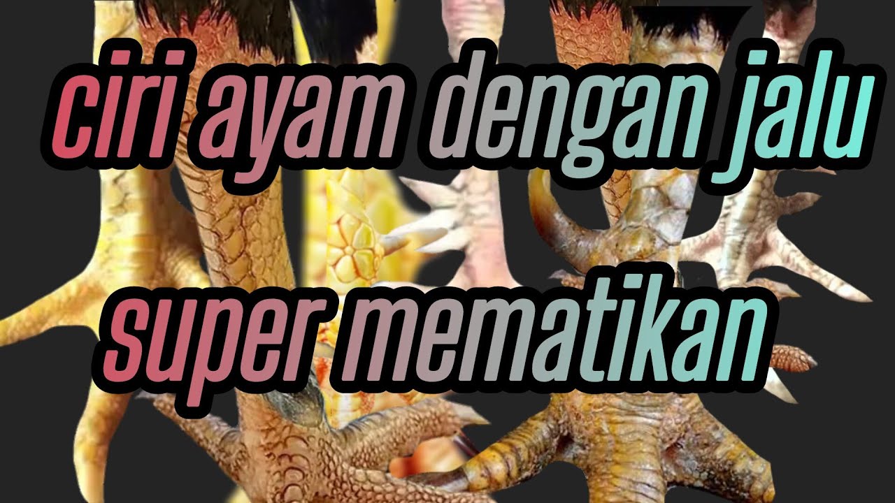 jenis dan ciri taji ayam super mematikan