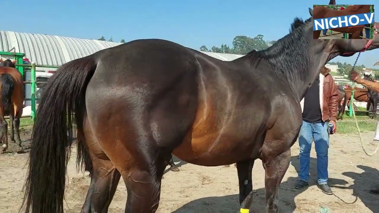IMPRESIONANTES CABALLOS EN LA PLAZA GANADERA DEL PUENTE DE SAN BERNABE.